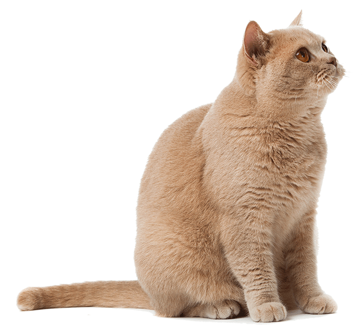 Consulta de Microchip