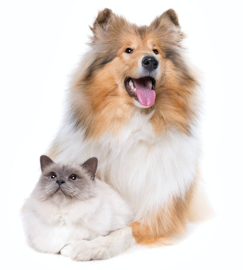 Veterinario implantando microchip